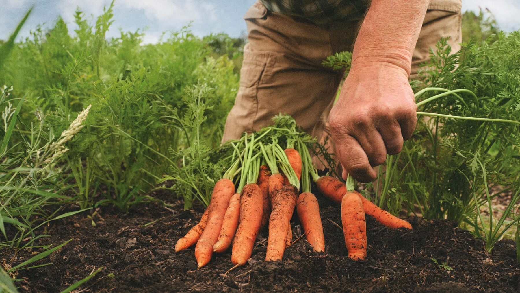 A grower pulling a bunch of organic carrots from the soil in a field