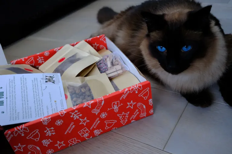 A Siamese cat lying next to an open red box of Barista Cats coffee bags