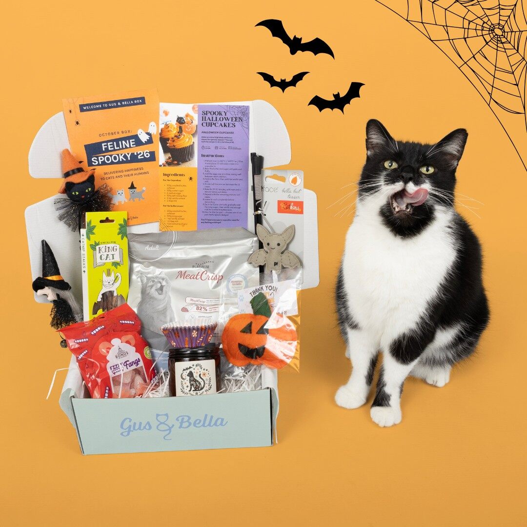 A black and white cat sitting next to the open Gus & Bella Feline Spooky box for October 2026, with bats on an orange background