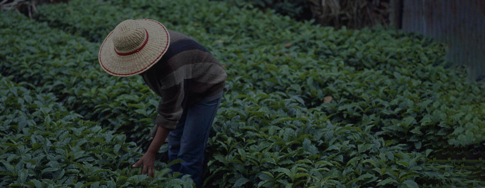 Farmer working among coffee plants on a plantation