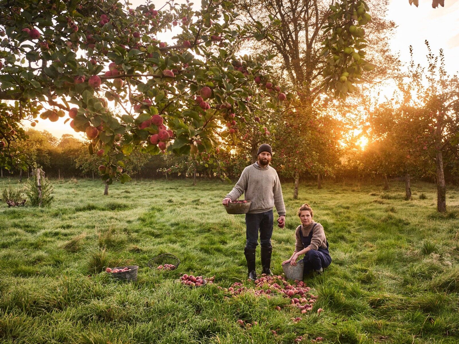 Two people picking up apples in a Somerset orchard at sunset