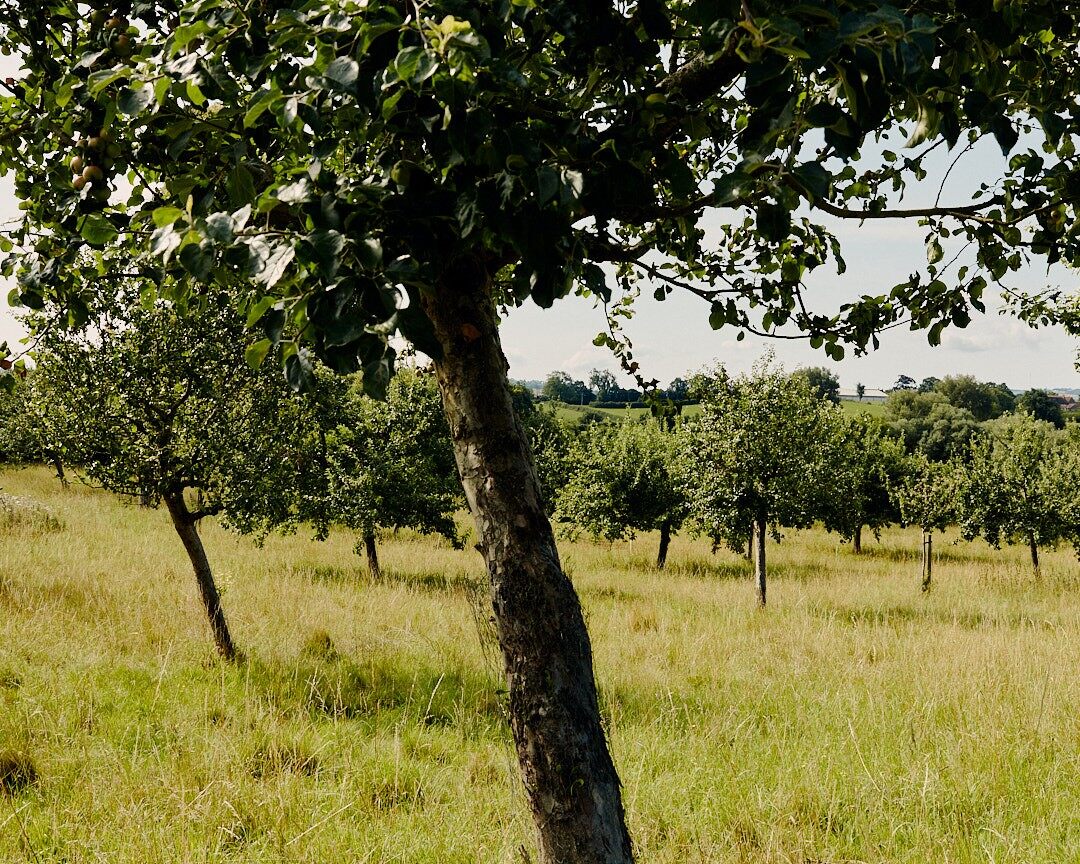 A Somerset cider orchard with an old apple tree in the foreground and rows of trees behind